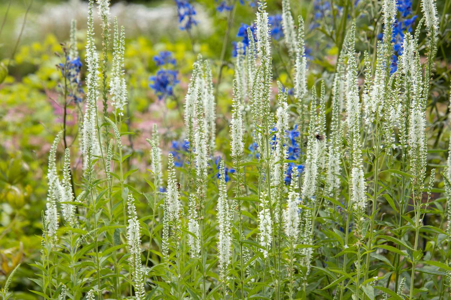 Rantatädyke 'Schneeriesin'